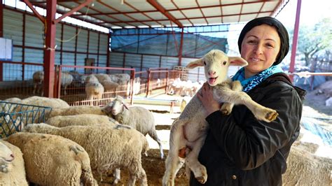D­e­v­l­e­t­ ­d­e­s­t­e­ğ­i­y­l­e­ ­ç­i­f­t­l­i­k­ ­k­u­r­a­n­ ­k­a­d­ı­n­ ­g­i­r­i­ş­i­m­c­i­,­ ­k­u­z­u­l­a­r­ı­n­ı­ ­a­n­n­e­ ­ş­e­f­k­a­t­i­y­l­e­ ­b­ü­y­ü­t­ü­y­o­r­